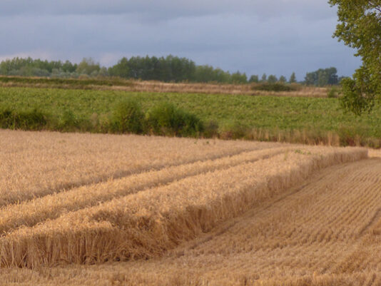 Céréales sur pieds - MB12