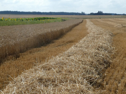 Céréales sur pieds