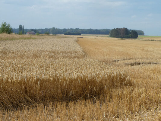 Céréales sur pieds - MB12