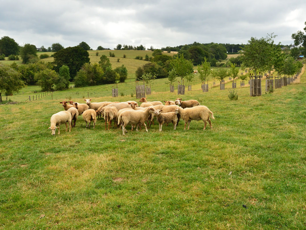 Autonomie fourragère - MB13