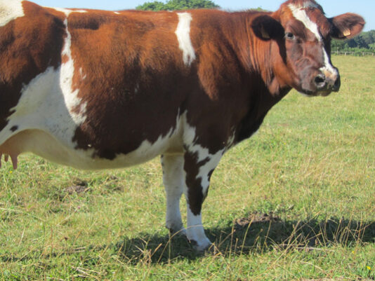 Race locale menacée