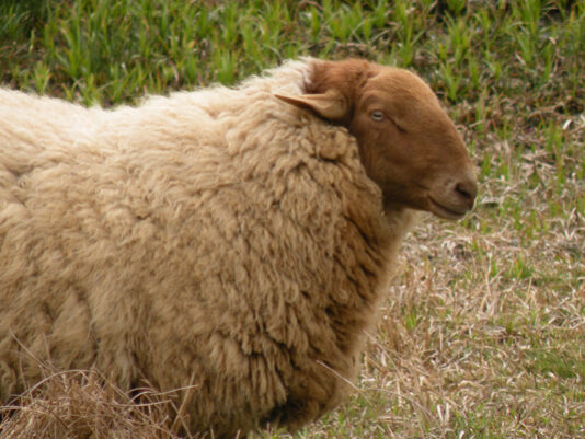 Race locale menacée