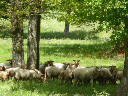 Race locale menacée