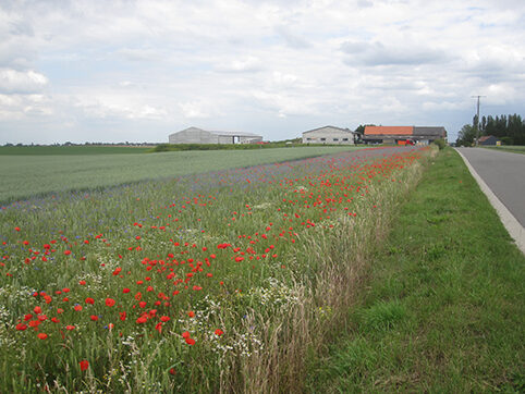 Parcelle - Fleurs des champs