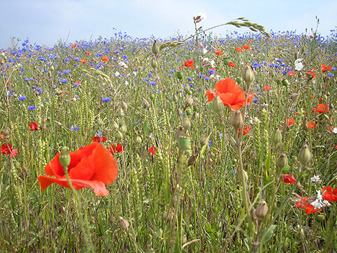 Parcelle - Fleurs des champs
