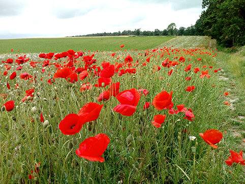 Parcelle - Fleurs des champs