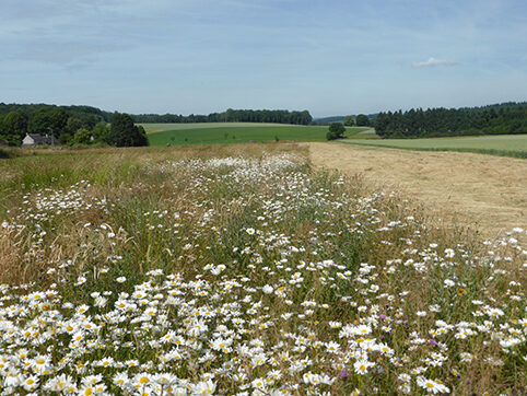 Parcelle - Fleurs des prés