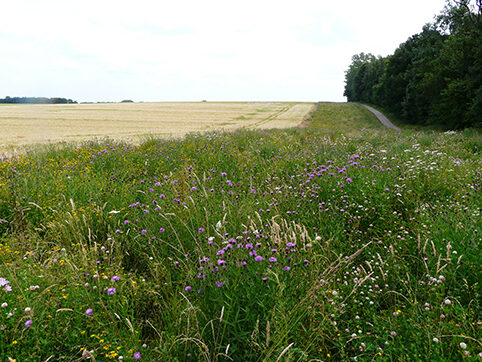 Parcelle - Fleurs des prés
