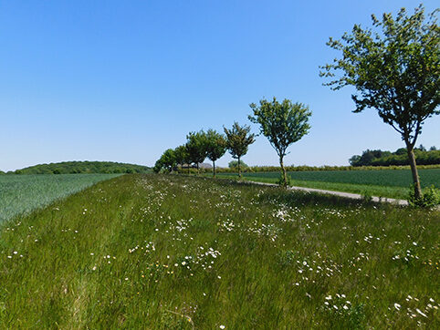 Parcelle - Fleurs des prés