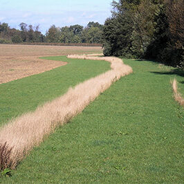 MB5 Tournière enherbée