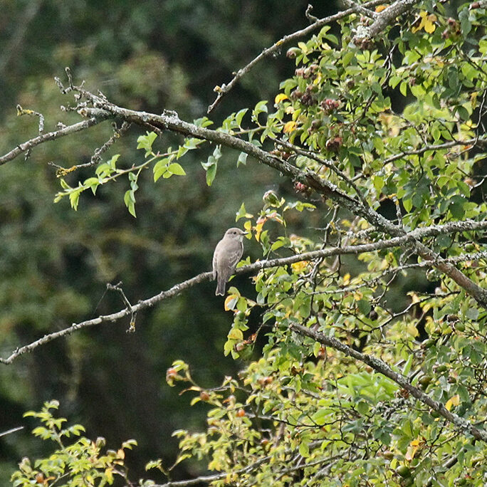 Biodiversité - Haies