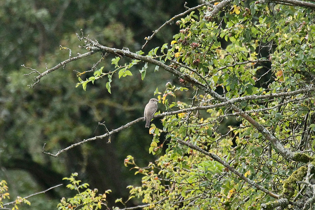 Biodiversité - Haies