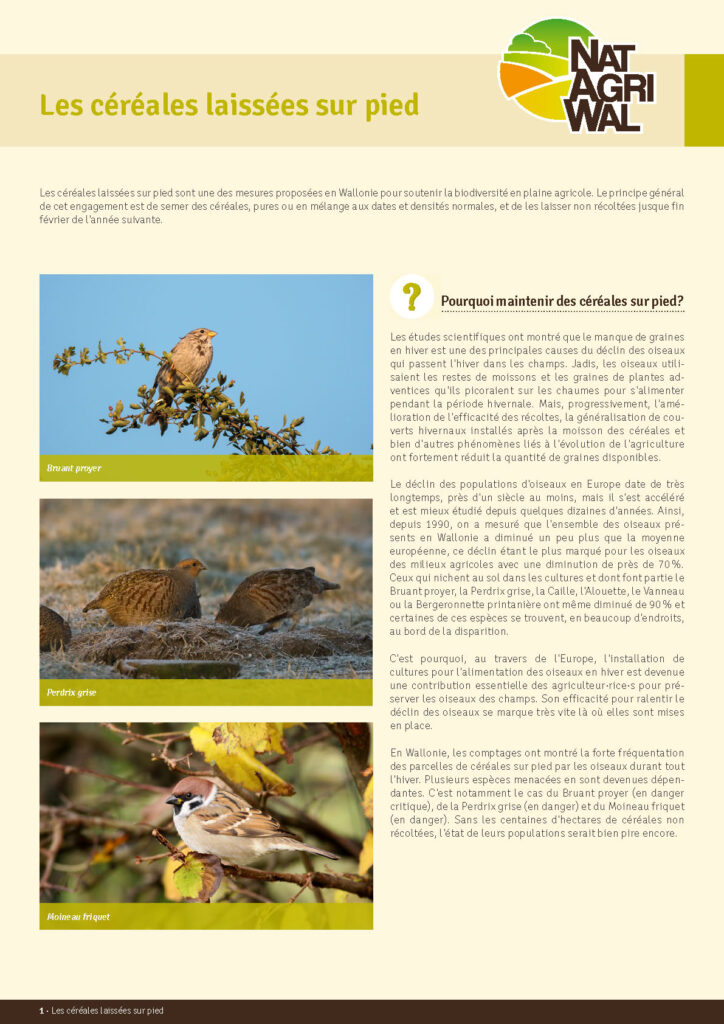 Les céréales laissées sur pied sont une des mesures proposées en Wallonie pour soutenir la biodiversité en plaine agricole.