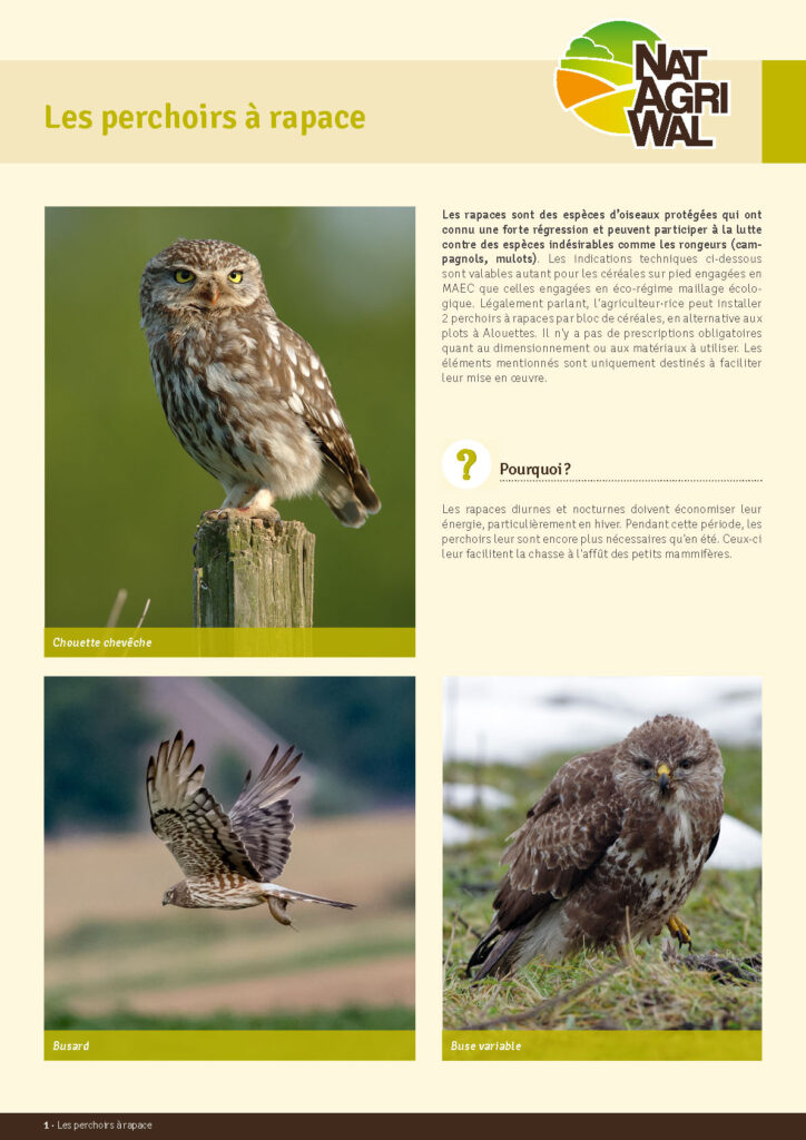 L'installation de minimum 2 perchoirs à rapace est l'une des exigences à respecter pour l'agriculteur·rice engagé·e dans la MAEC 