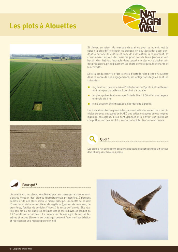 L'installation de minimum 2 plots à Alouettes est l'une des exigences à respecter pour l'agriculteur·rice engagé·e dans la MAEC 