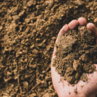 Dung or manure in the hands.