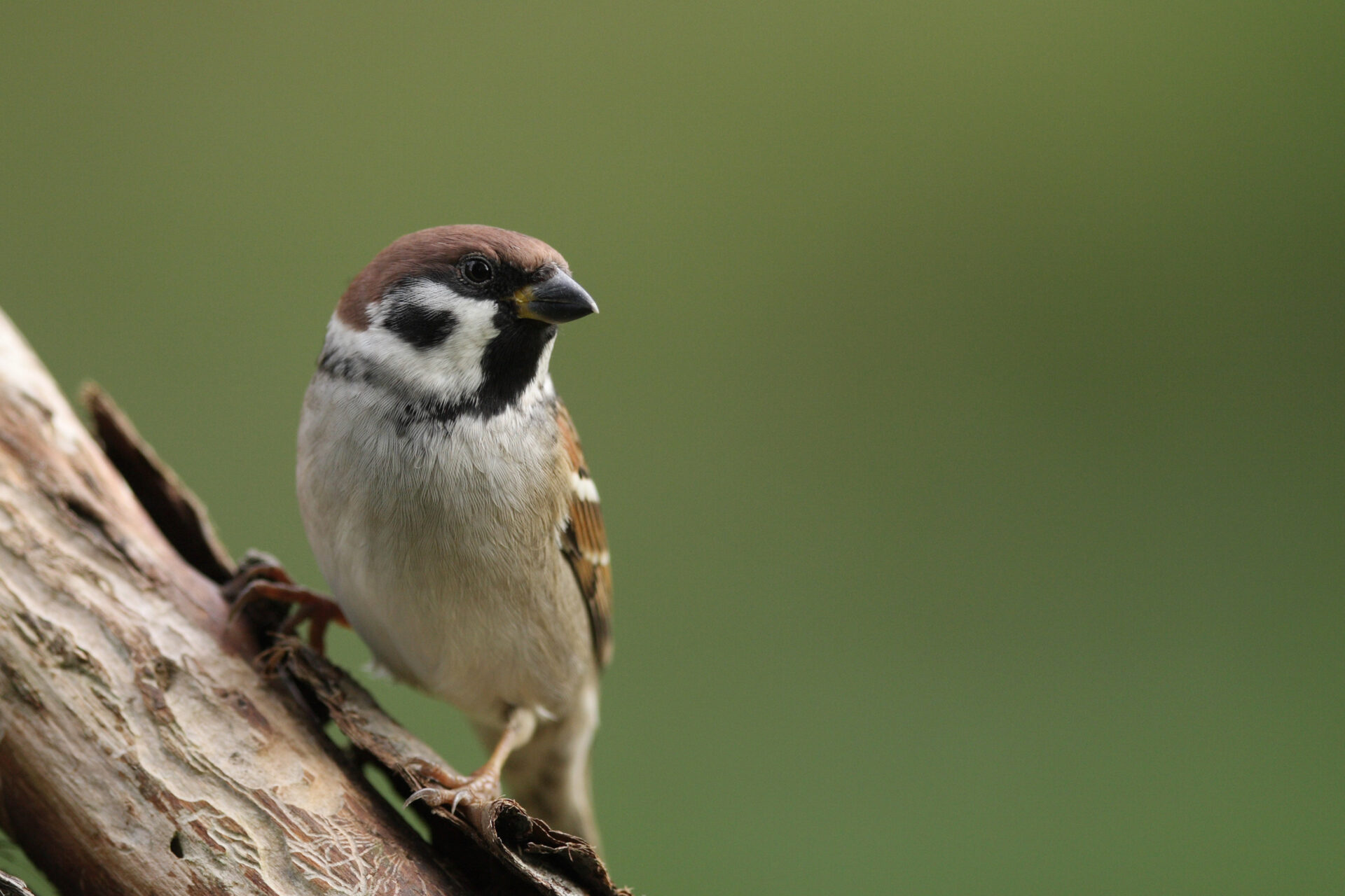 Moineau friquet 20091028_1108@Vincent Rasson