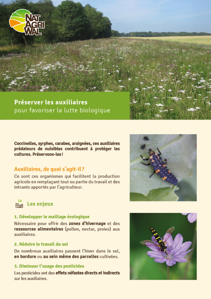 Préserver les auxiliaires pour favoriser la lutte biologique