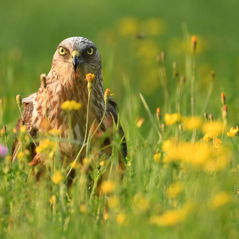 Bruine kiekendief zittend – copyright shutterstock
