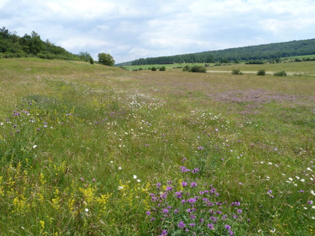 Prairie-de-haute-valeur-biologique-Photo-Natagriwal