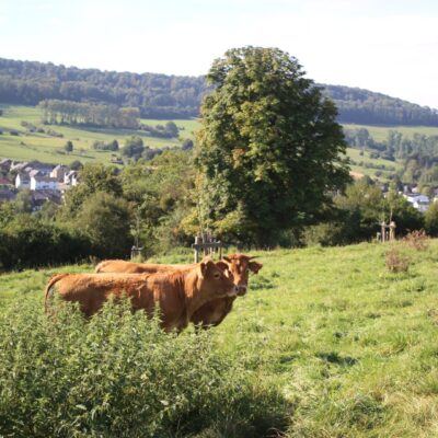 Bovins Cailteux Bovins Cailteux